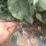 苹果树苗80cm以上