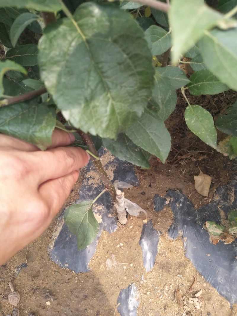 苹果树苗80cm以上