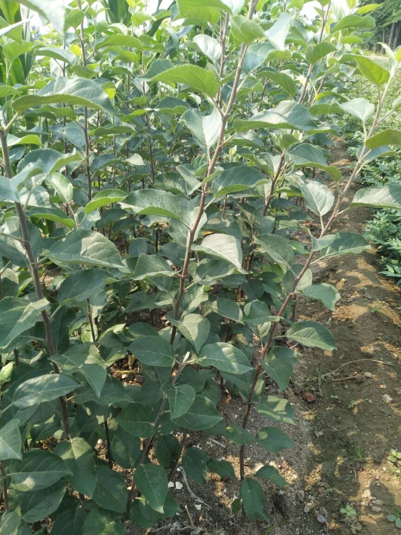 苹果树苗80cm以上