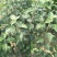 苹果树苗80cm以上
