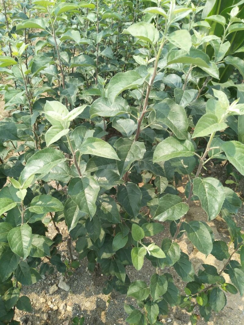 苹果树苗80cm以上
