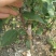 苹果树苗80cm以上