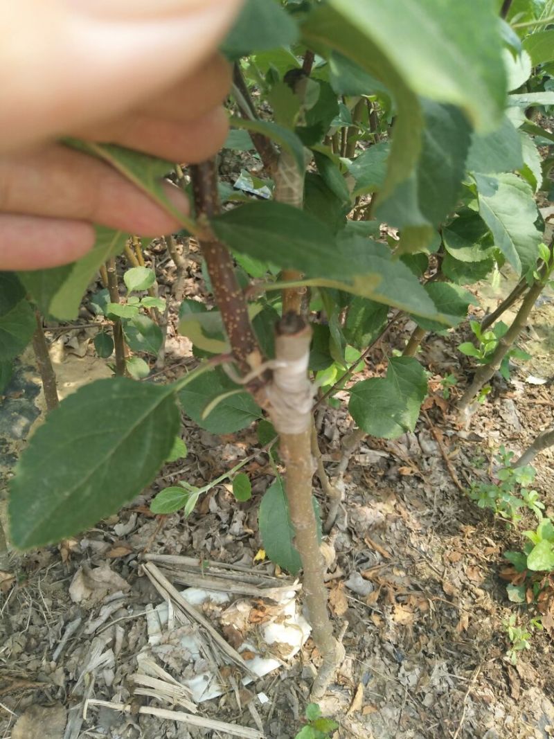 苹果树苗80cm以上