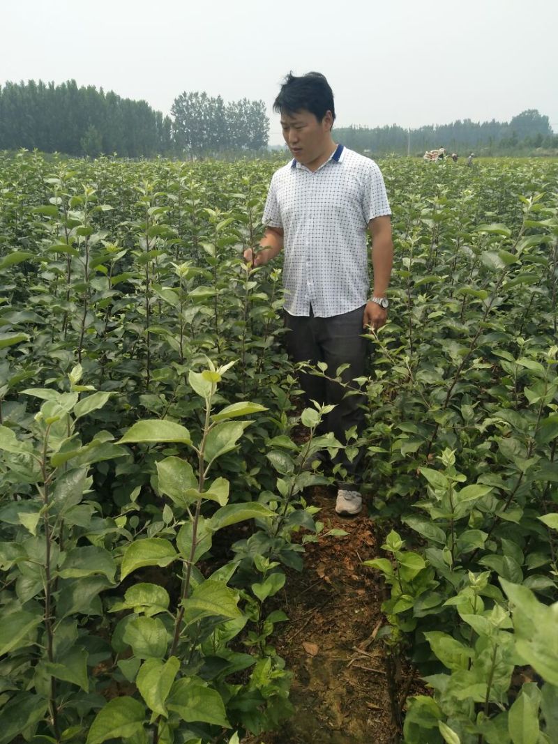 苹果树苗80cm以上