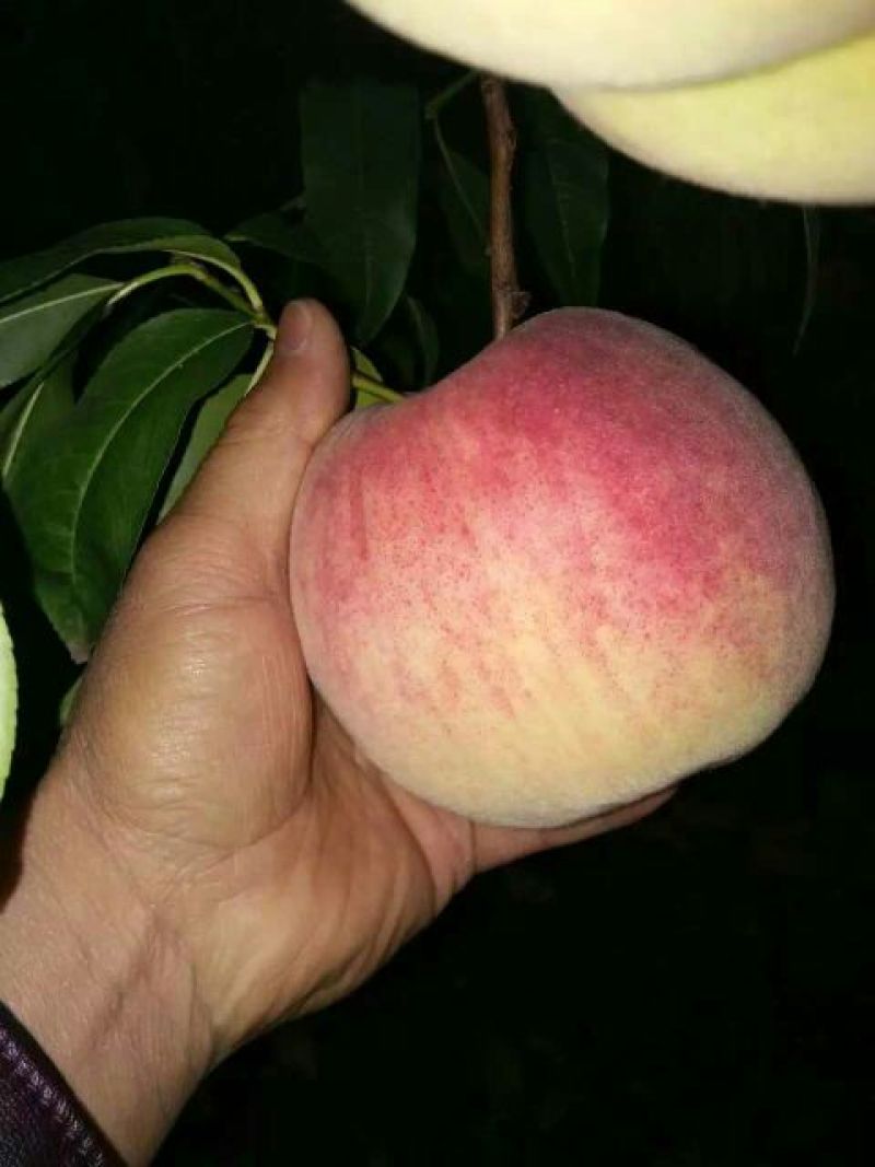 苹果树苗80cm以上