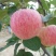 苹果树苗80cm以上
