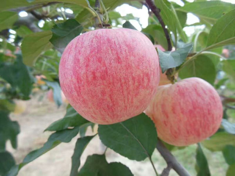 苹果树苗80cm以上