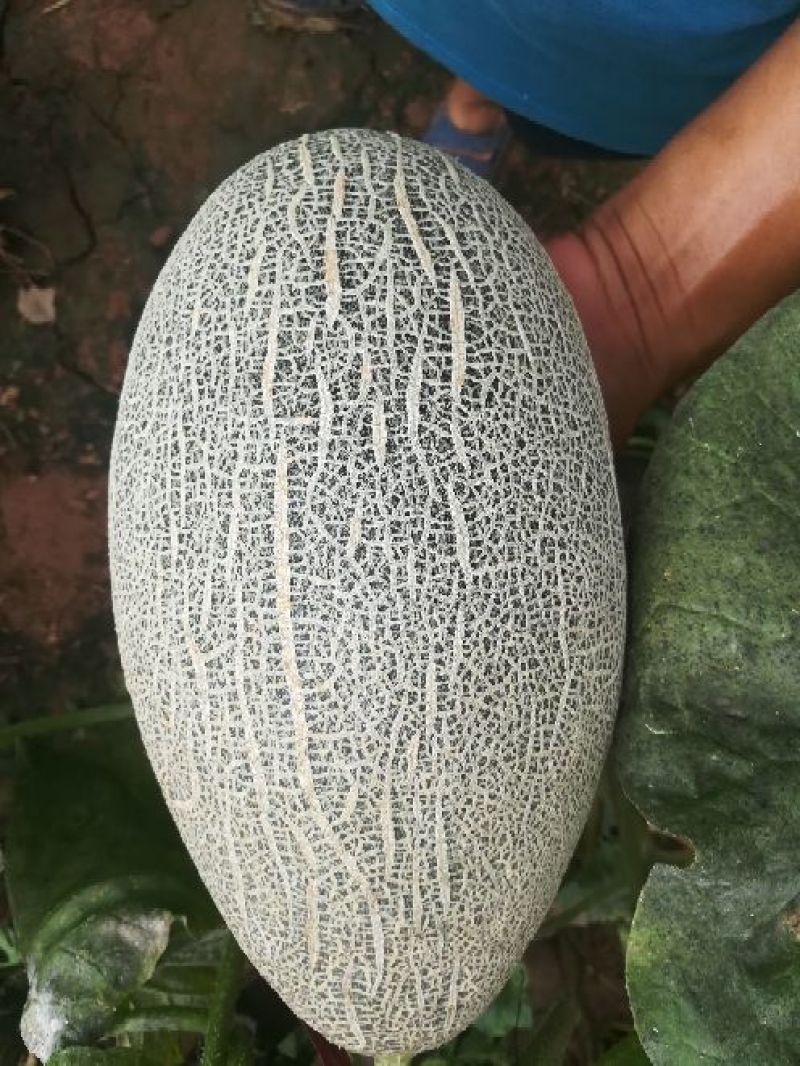西州蜜瓜5斤以上椭圆形