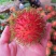 毛丹1.5~2cm