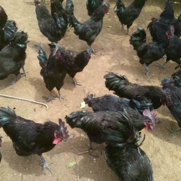 绿壳蛋鸡苗,包品种纯正,包打疫苗,包路损陪付