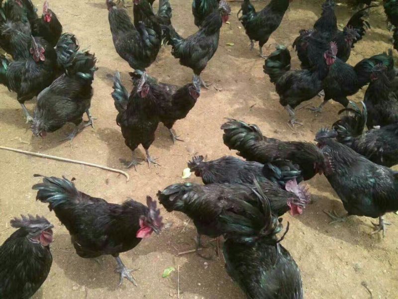 绿壳蛋鸡苗，包品种纯正，包打疫苗，包路损陪付