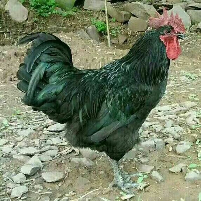 绿壳蛋鸡苗，包品种纯正，包打疫苗，包路损陪付