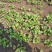 大叶香菜15~20厘米以上