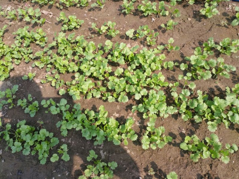 大叶香菜15~20厘米以上