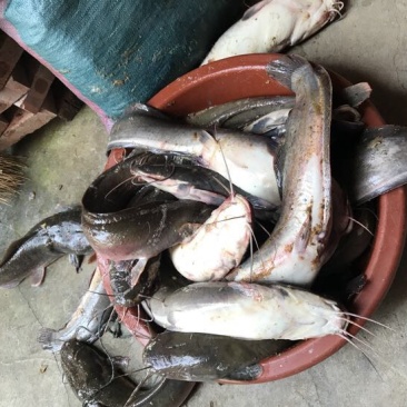 胡子鲶食用