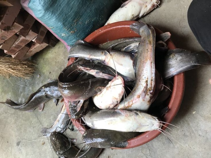 胡子鲶食用