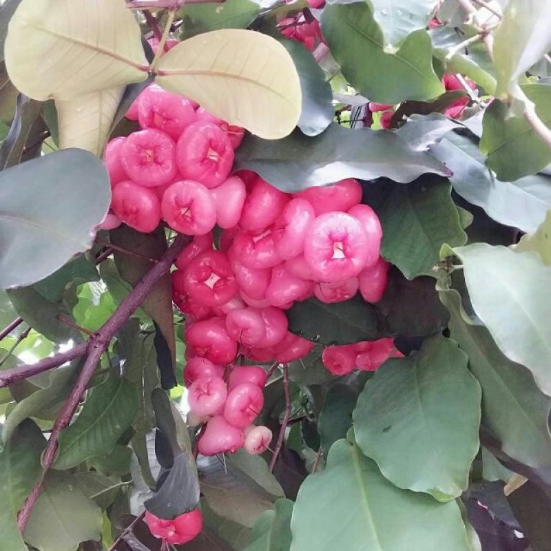 莲雾5~7厘米
