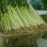 加州王芹菜（文图拉）55cm以上