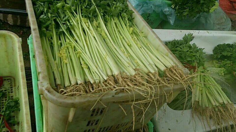加州王芹菜（文图拉）55cm以上