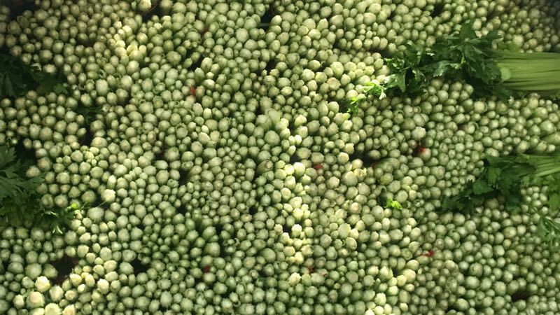 加州王芹菜（文图拉）55cm以上