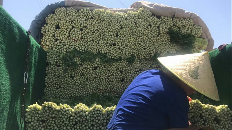 加州王芹菜（文图拉）55cm以上
