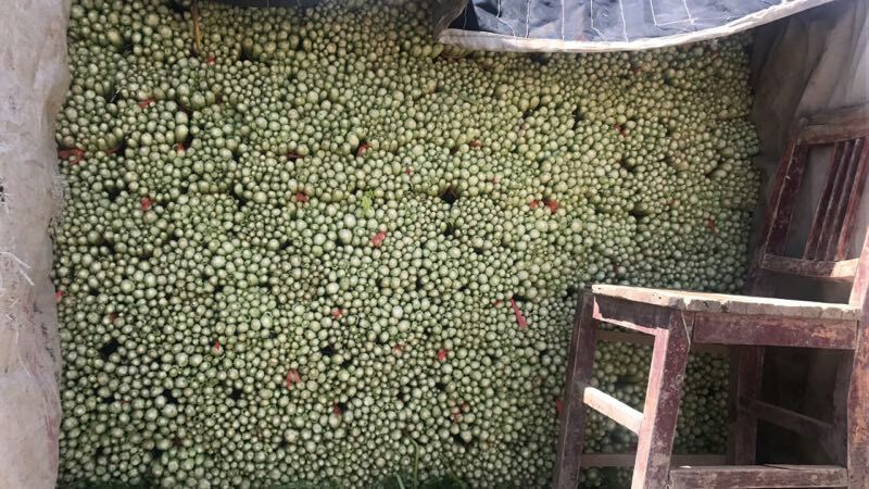 加州王芹菜（文图拉）55cm以上