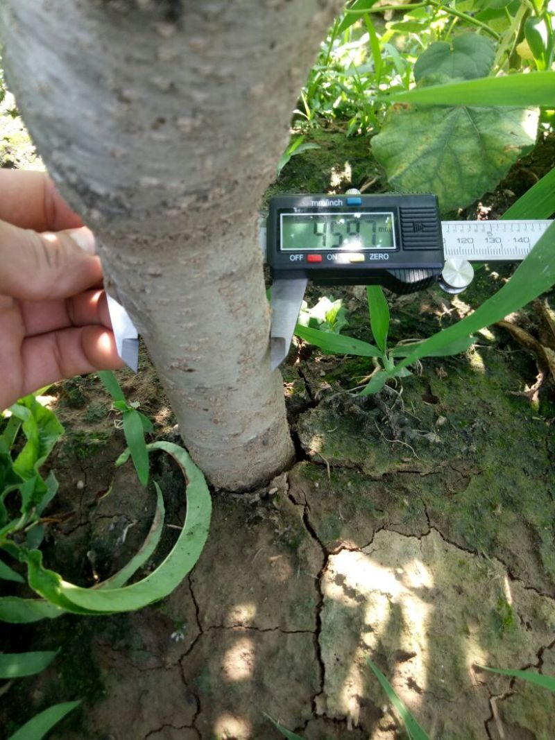 桃树4~6cm0.5~1米产地直销保质保量欢迎咨询
