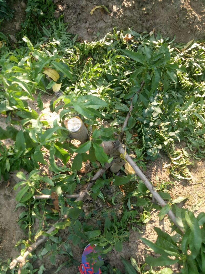 桃树4~6cm0.5~1米产地直销保质保量欢迎咨询