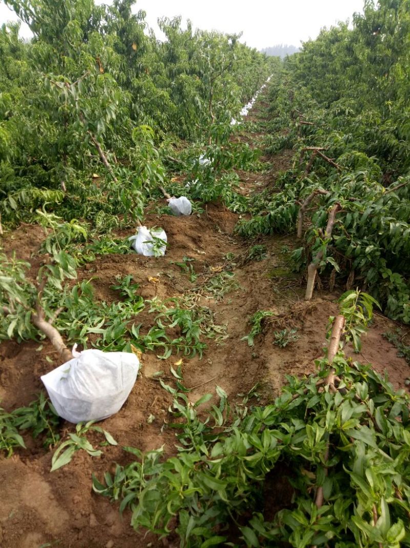 桃树4~6cm0.5~1米产地直销保质保量欢迎咨询