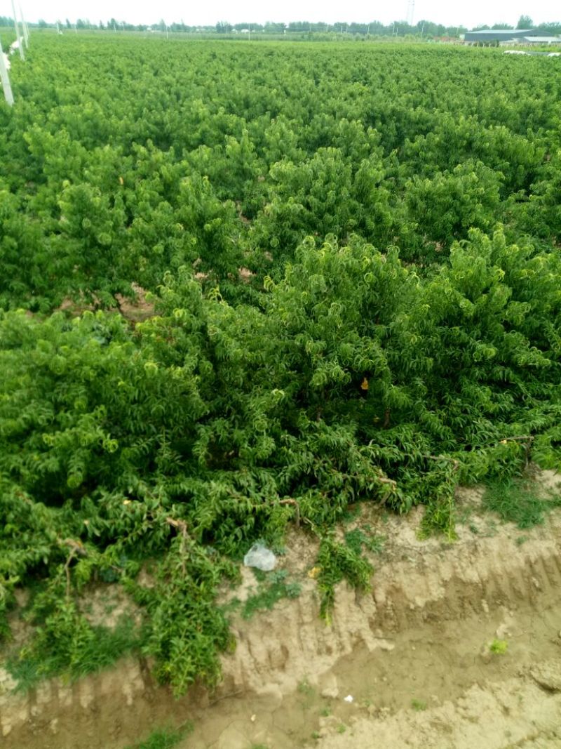 桃树4~6cm0.5~1米产地直销保质保量欢迎咨询
