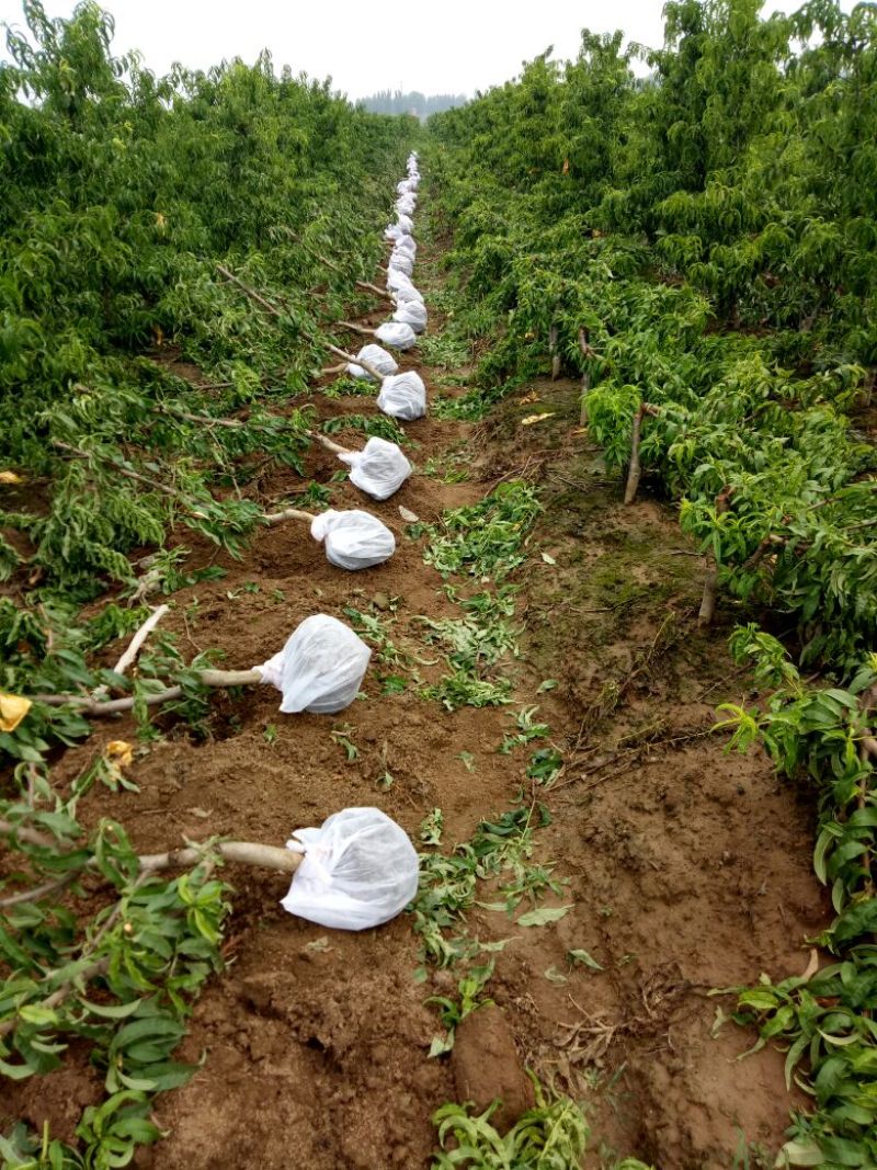 桃树苗80cm以上品种齐全死苗补发货源充足量大