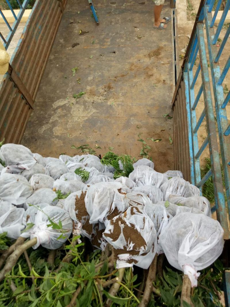 桃树苗80cm以上品种齐全死苗补发货源充足量大