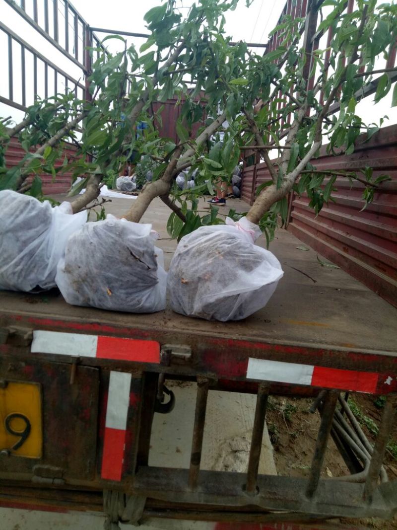 桃树苗80cm以上品种齐全死苗补发货源充足量大
