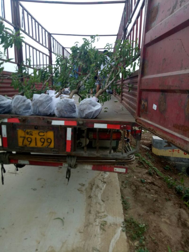 桃树苗80cm以上品种齐全死苗补发货源充足量大