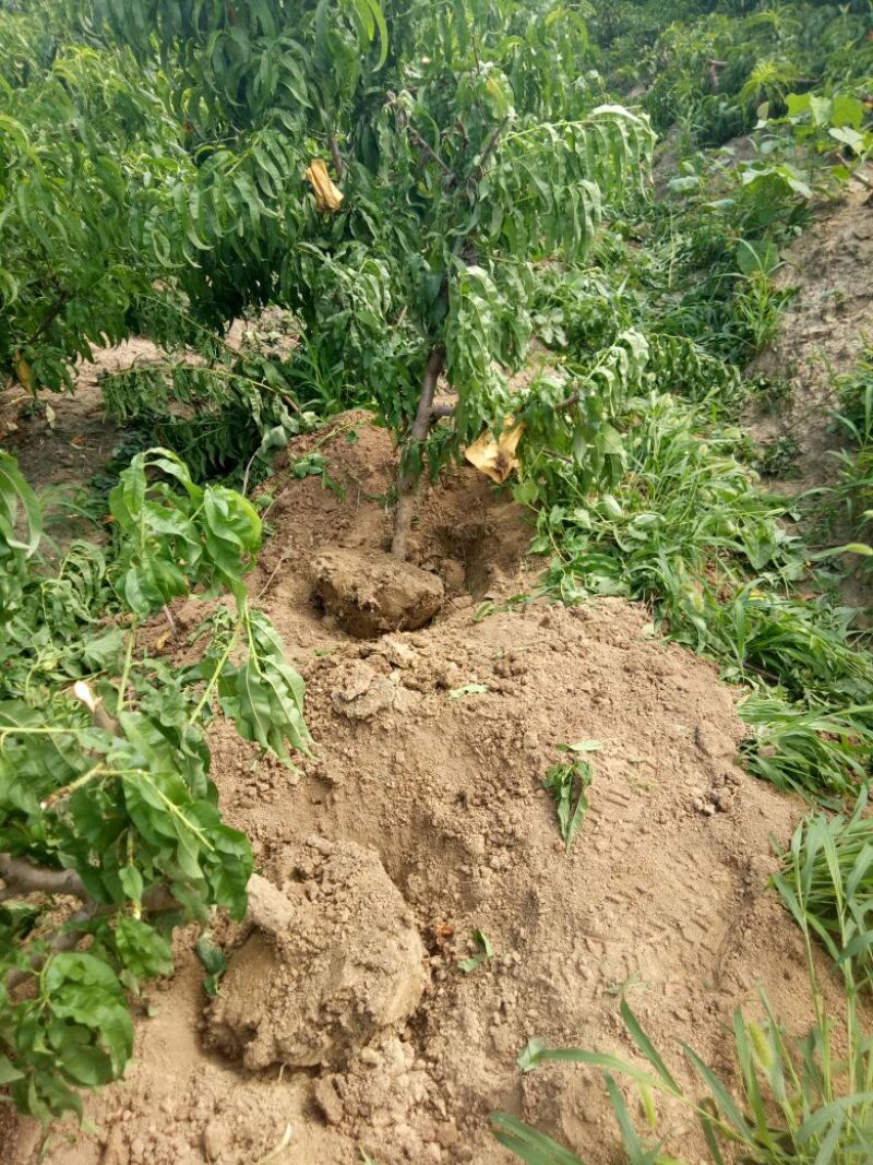 桃树苗80cm以上品种齐全死苗补发货源充足量大