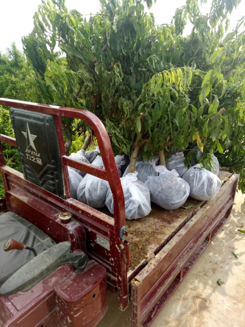 桃树苗80cm以上品种齐全死苗补发货源充足量大