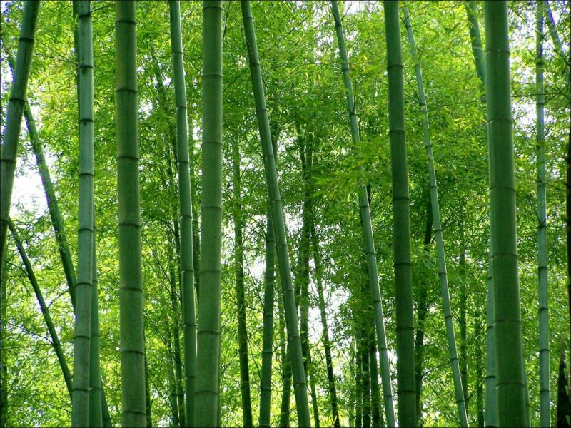楠木4m以上20cm以上