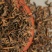 普洱茶2012金芽散装熟茶