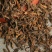 普洱茶2012金芽散装熟茶