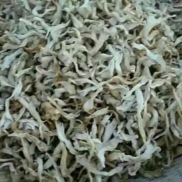 干栗蘑