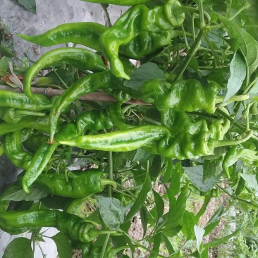 现货低价处理一批螺丝椒苗，皱皮椒苗。接受代育。