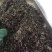 古树普洱茶特级