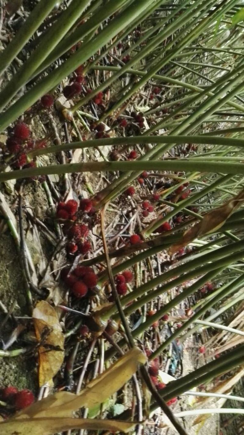 阳春砂仁