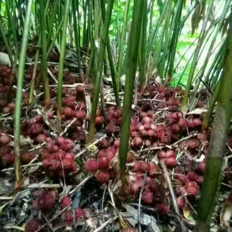 阳春砂仁