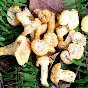 黄丝菌野生