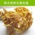 黄丝菌野生