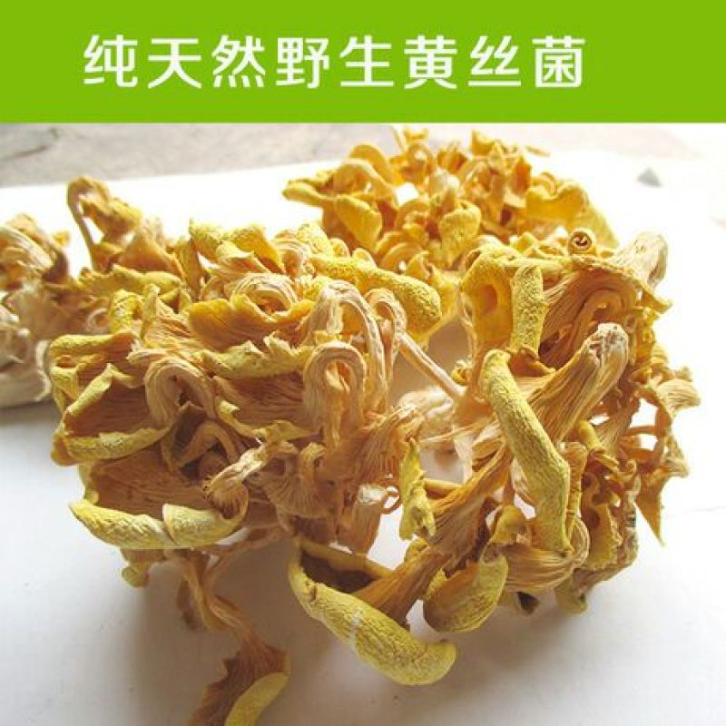 黄丝菌野生