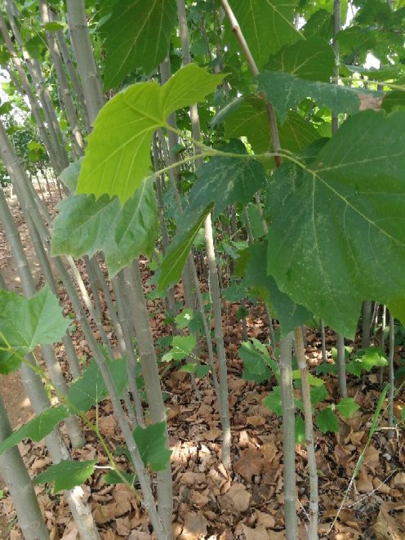 法桐法桐苗，泰山脚下，育苗基地，大量出售