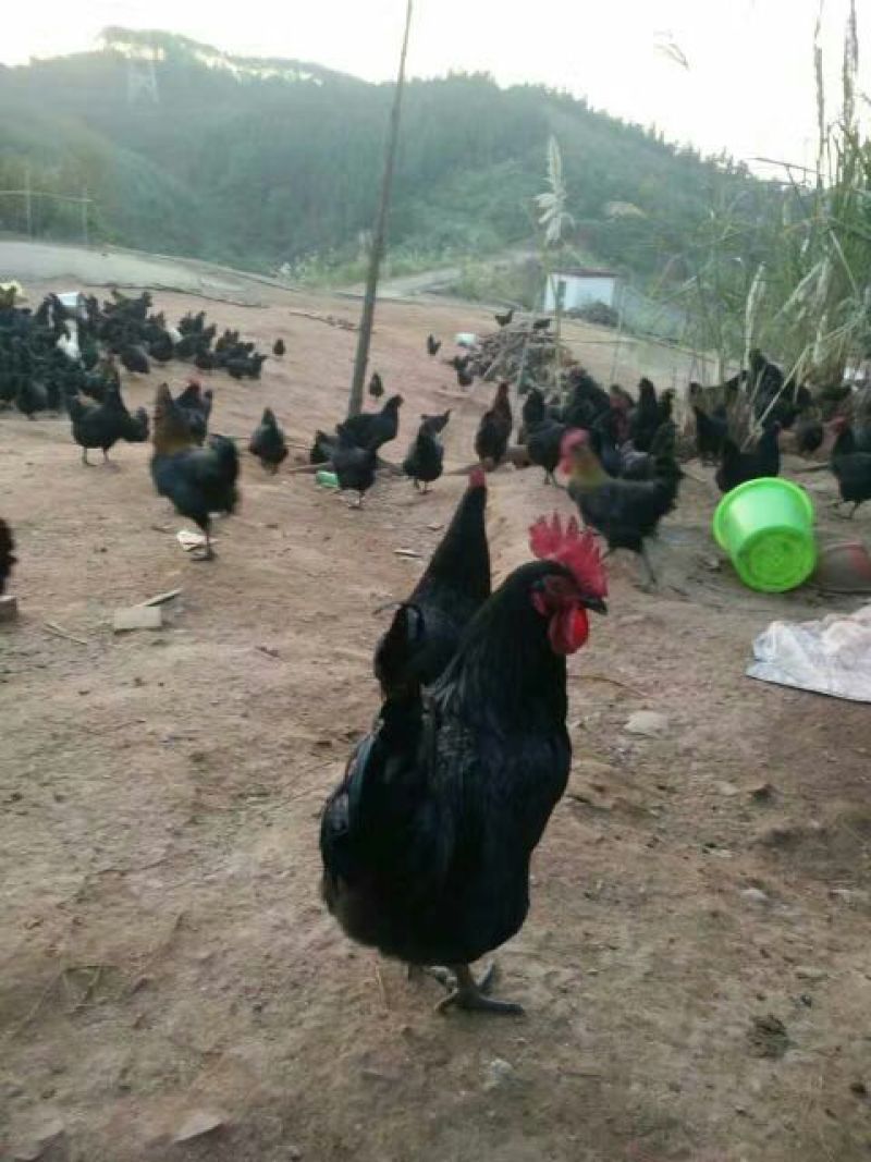黑土鸡苗35~45克出壳苗雄