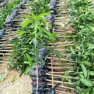 台农芒果正品嫁接苗可视频看货支持线上交易产地直销